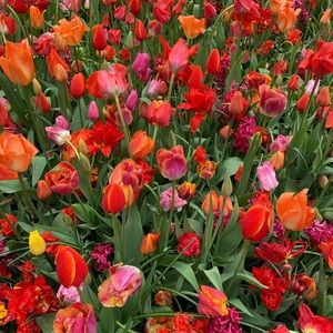 Meet your Posher, Kaya